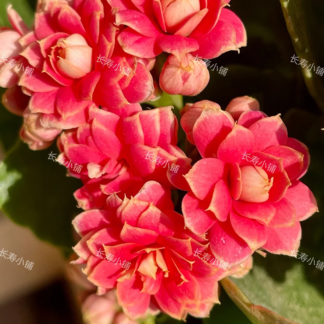 【珊瑚】水粉色带金边110盆