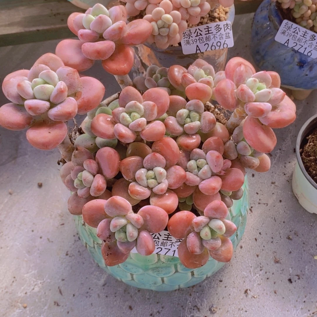 樱花洛神14cm2719多肉植物