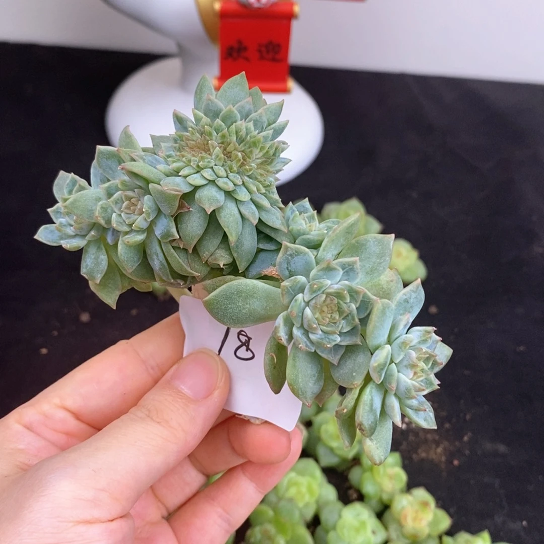 18号冰魄6头带缀发货