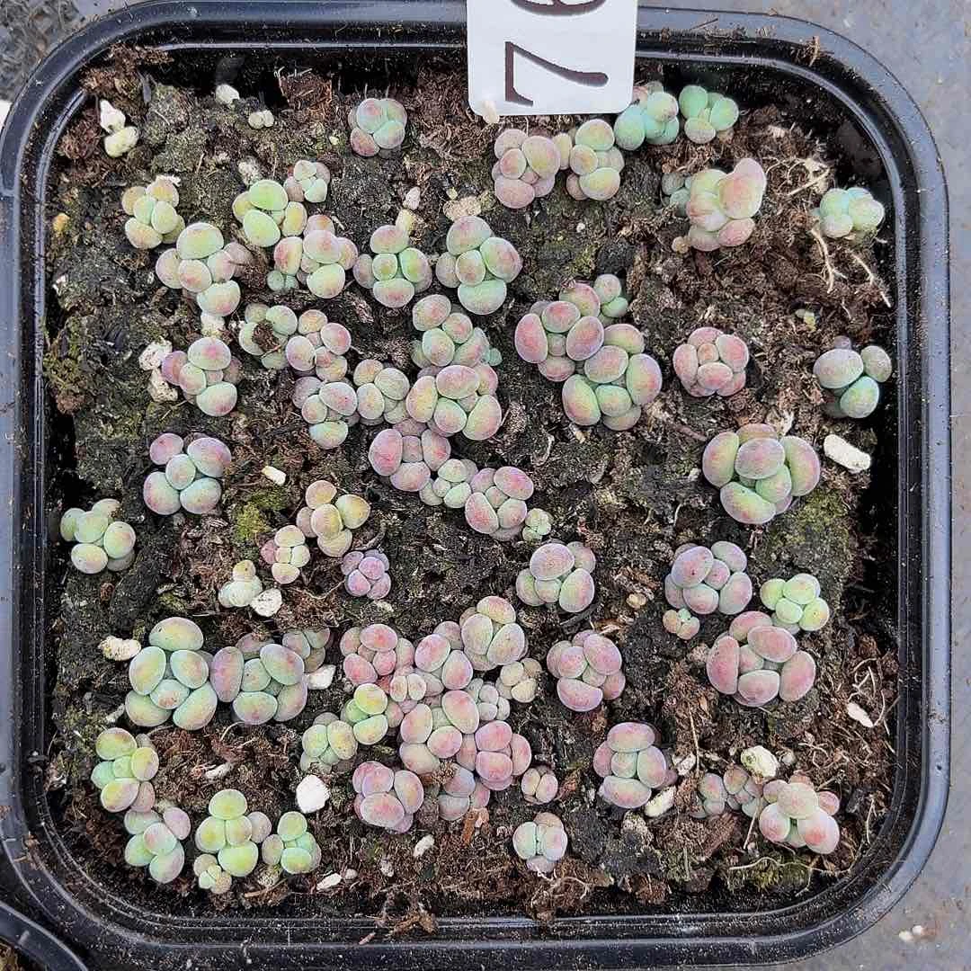 多肉植物多肉植物760