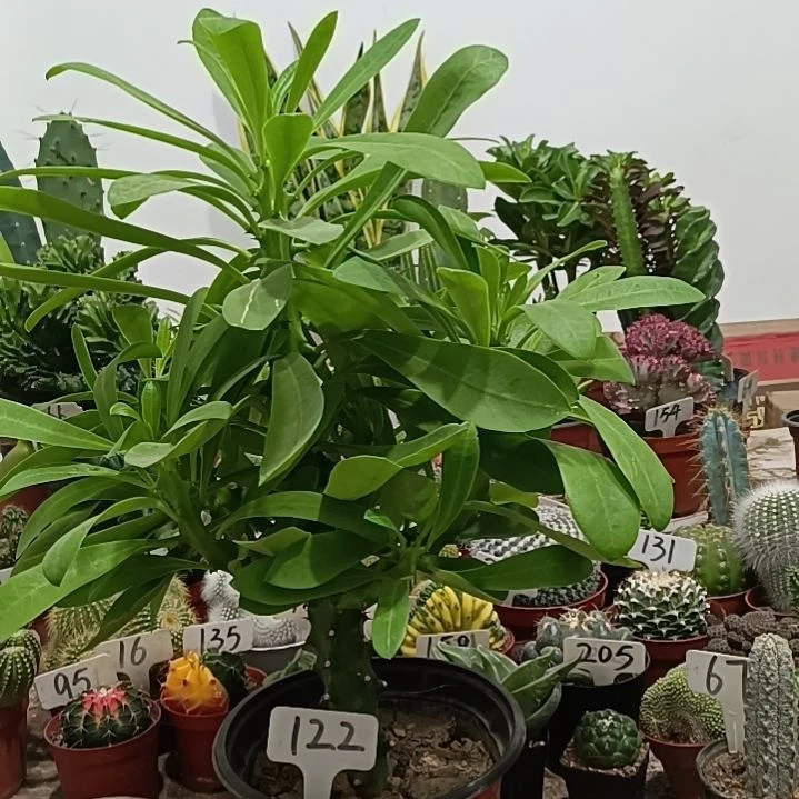 当前无花朵，栽培后可花朵霸王鞭      50元