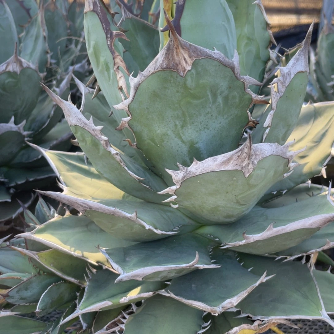 无花朵大岛龙舌兰