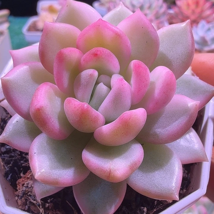 无名锦系列多肉锦