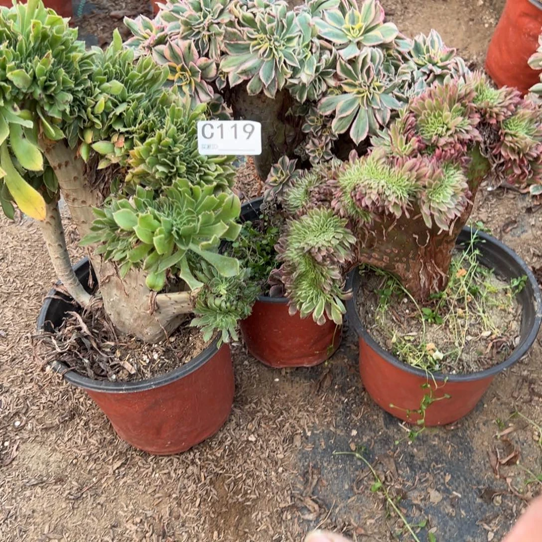 葵***花119三颗组合多肉植物