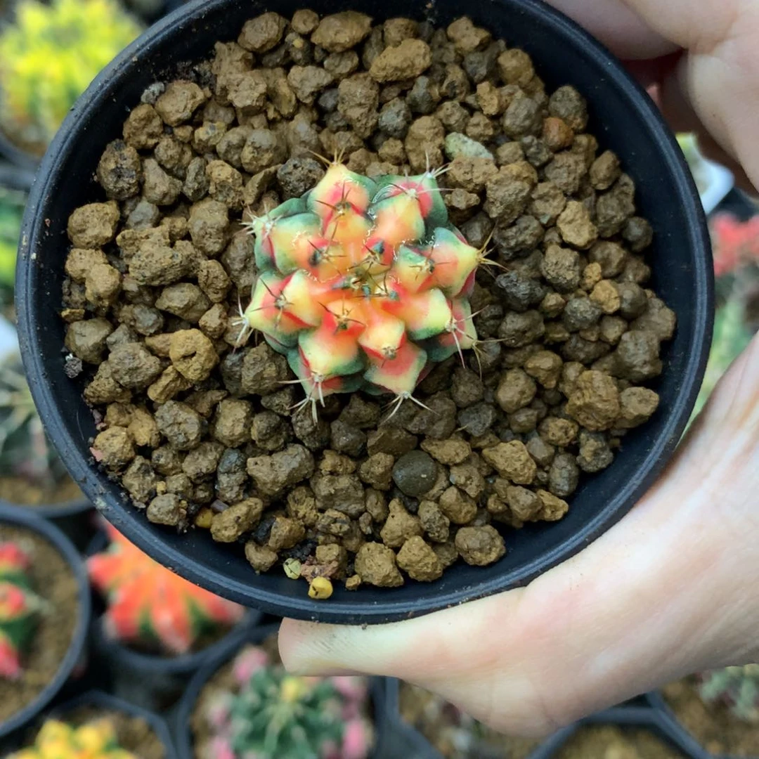 仙人球米哈牡丹锦