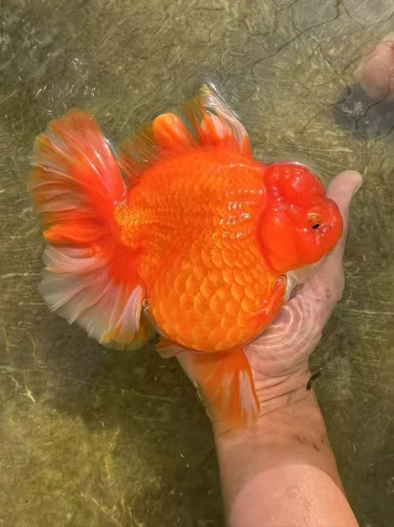 百褶泰狮金鱼活体冷水观赏鱼好养耐活适合家养