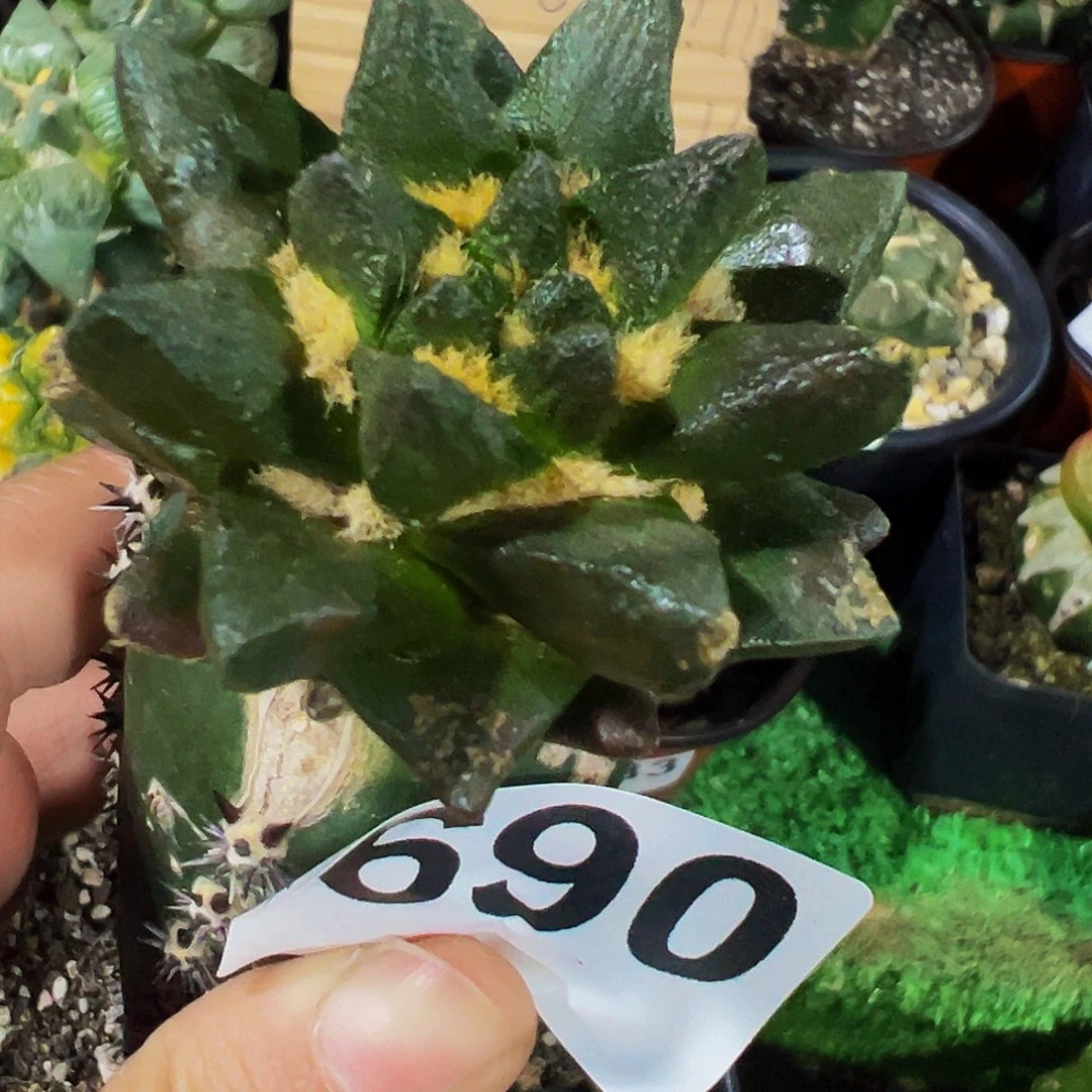 无花朵短尤龙角牡丹690