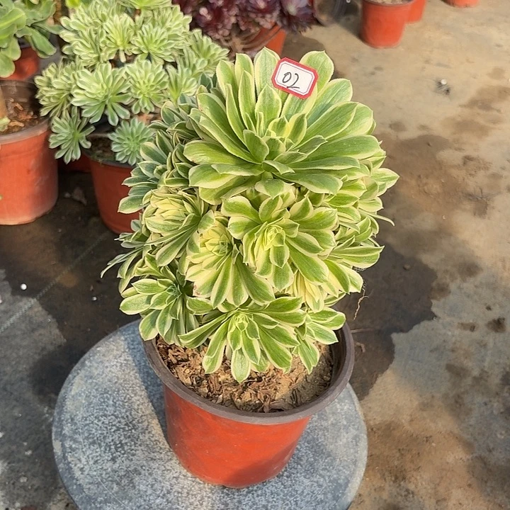 艳凝02多肉植物法师