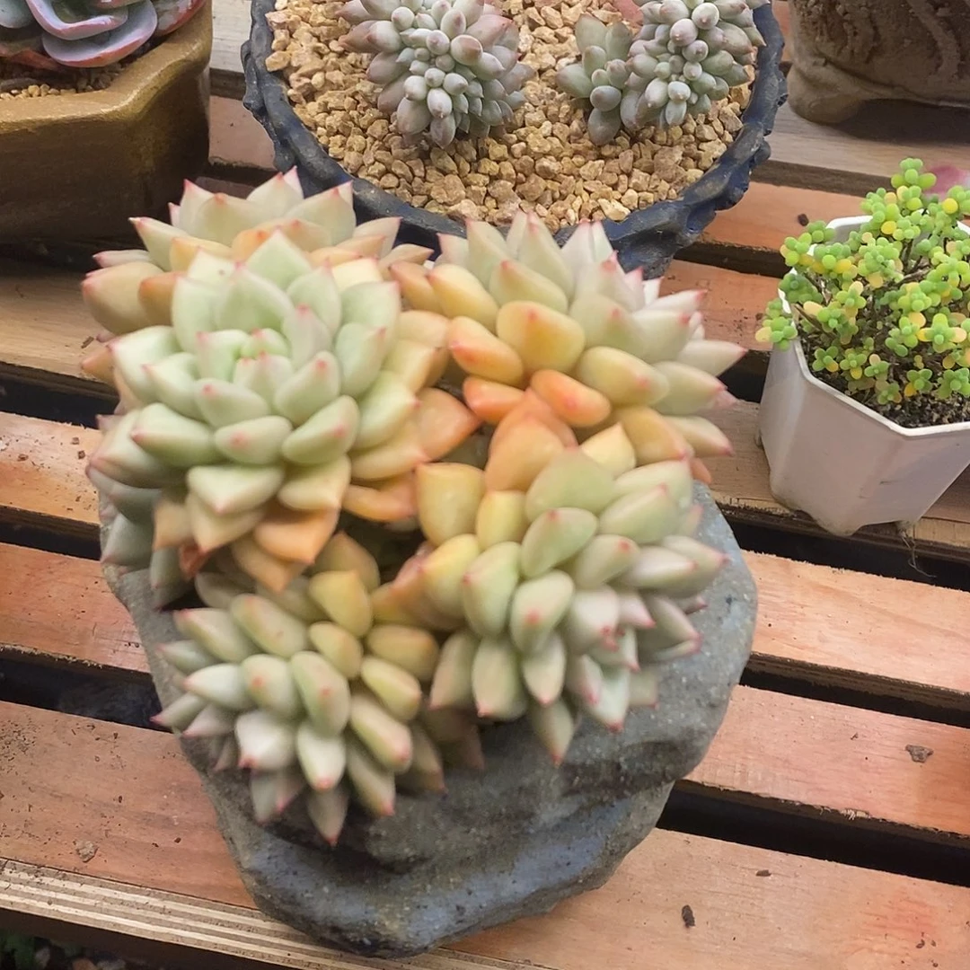 多肉植物肉肉植物