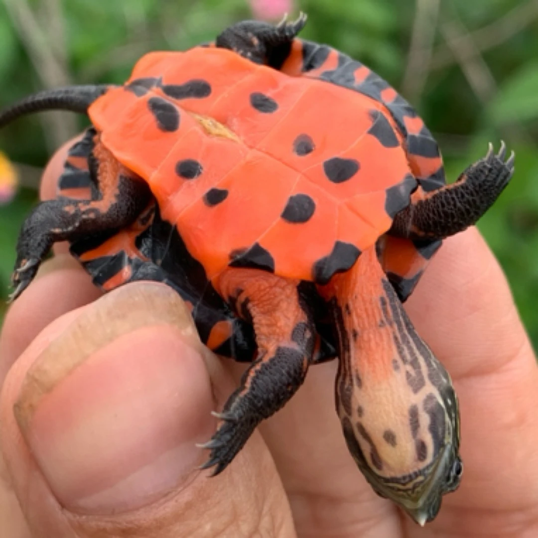 直播间观赏龟、宠物龟选龟（一龟一价）