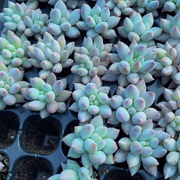 小所罗门1元带土发