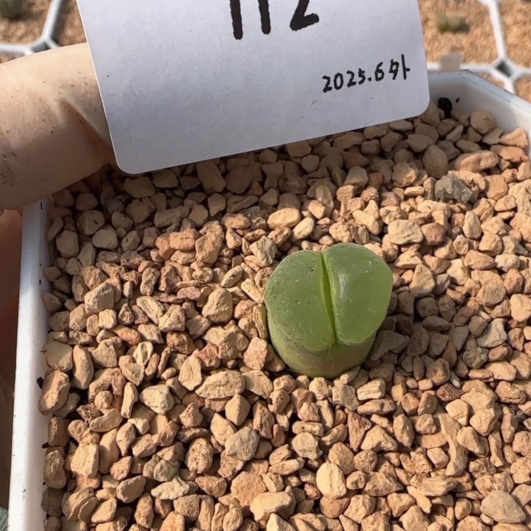 S****?多肉多肉多肉6.3-112