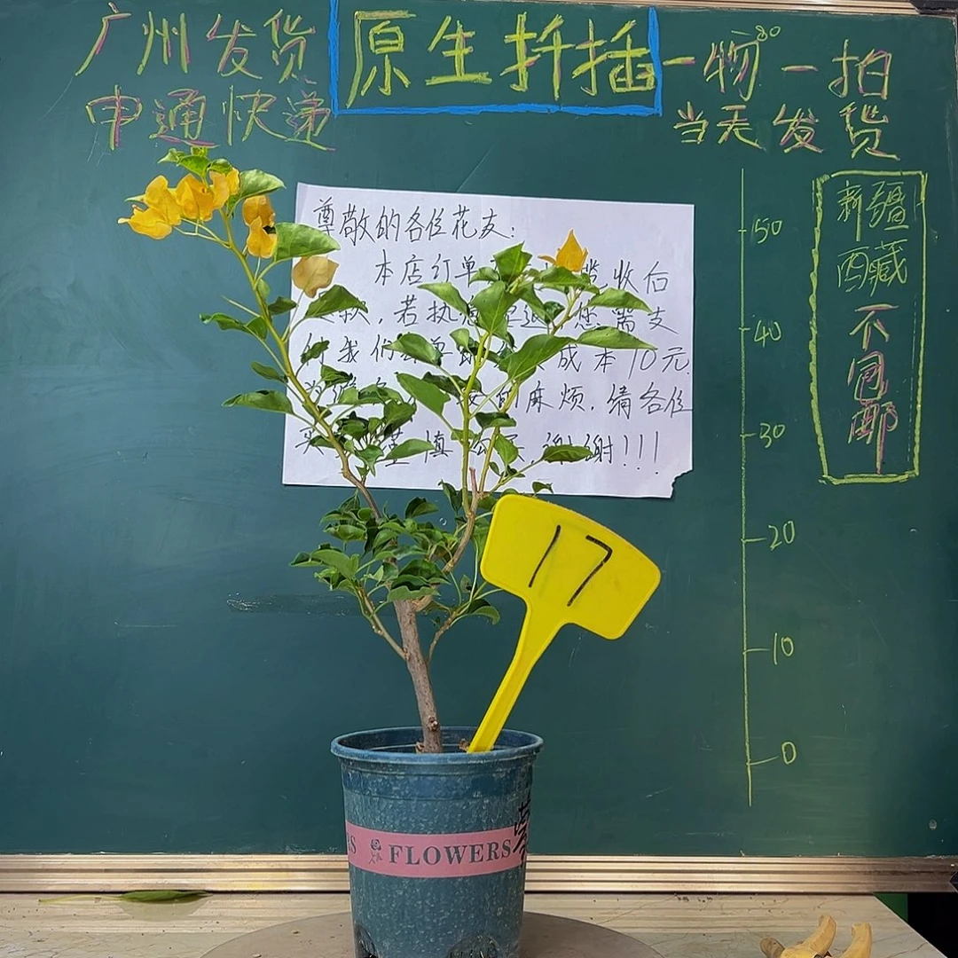 当前无花栽培后可以开花蒙娜丽莎黄 17