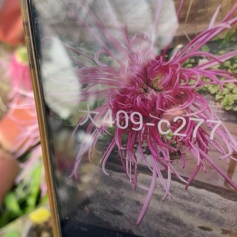 完全开放大409大苗