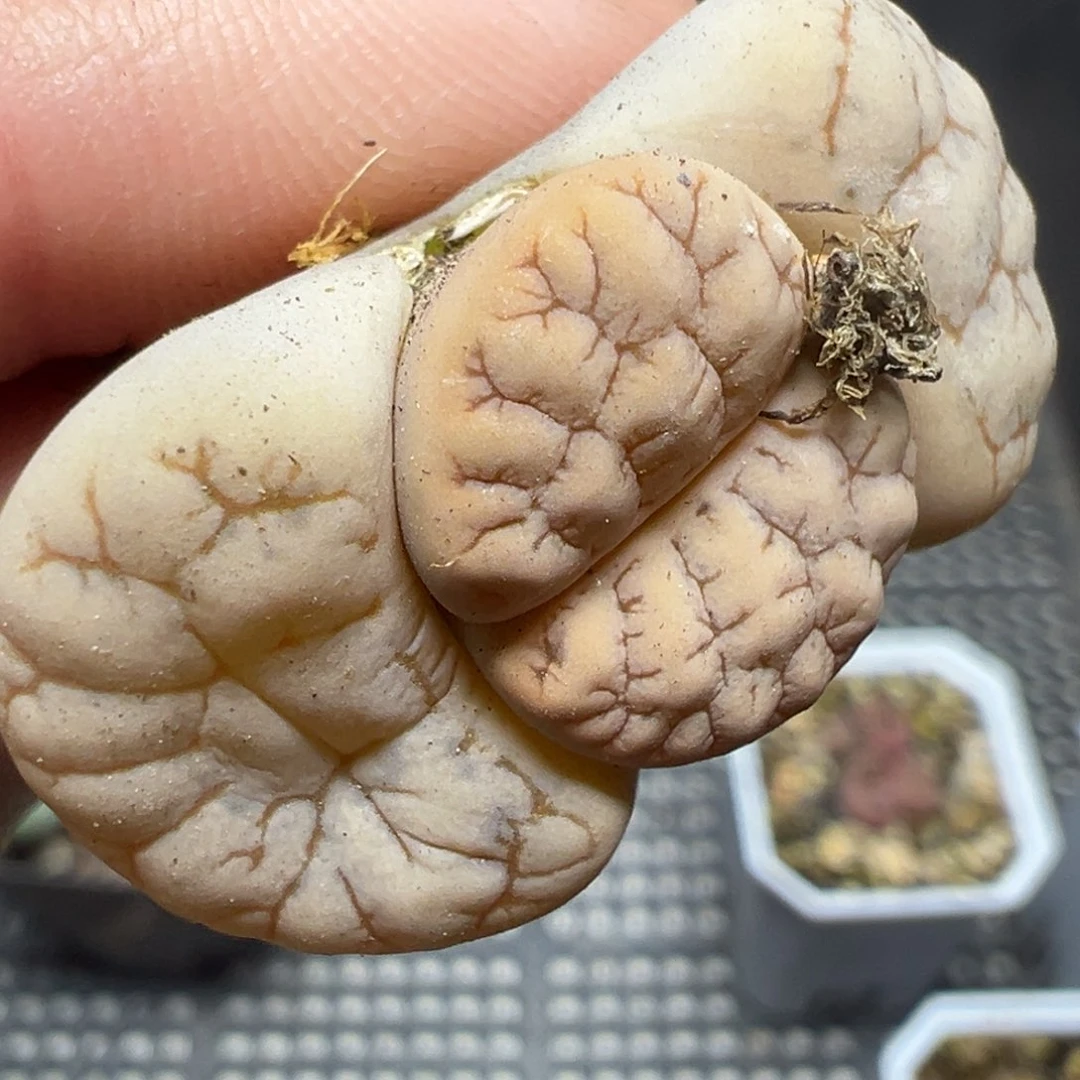 【闪购商品】1178……