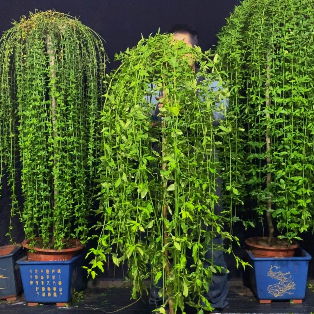 探春花，一物一拍，