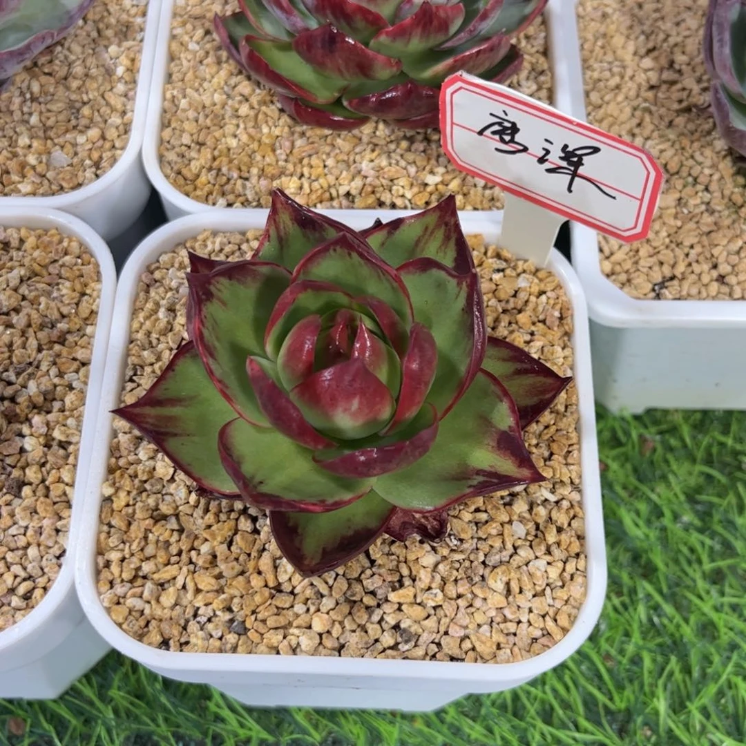 唐***深惊鸿仙子一物一拍