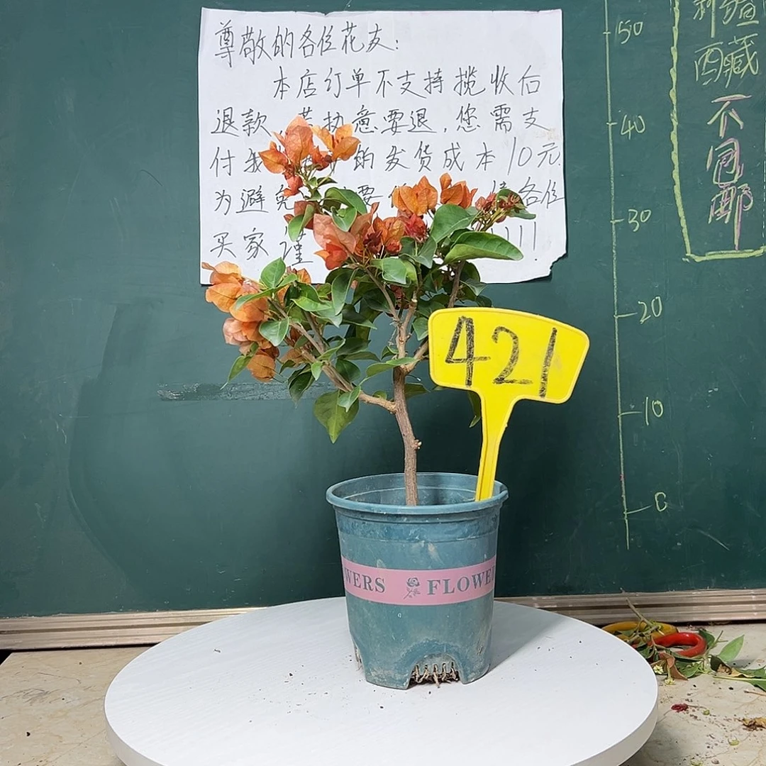 完全开放     落日421