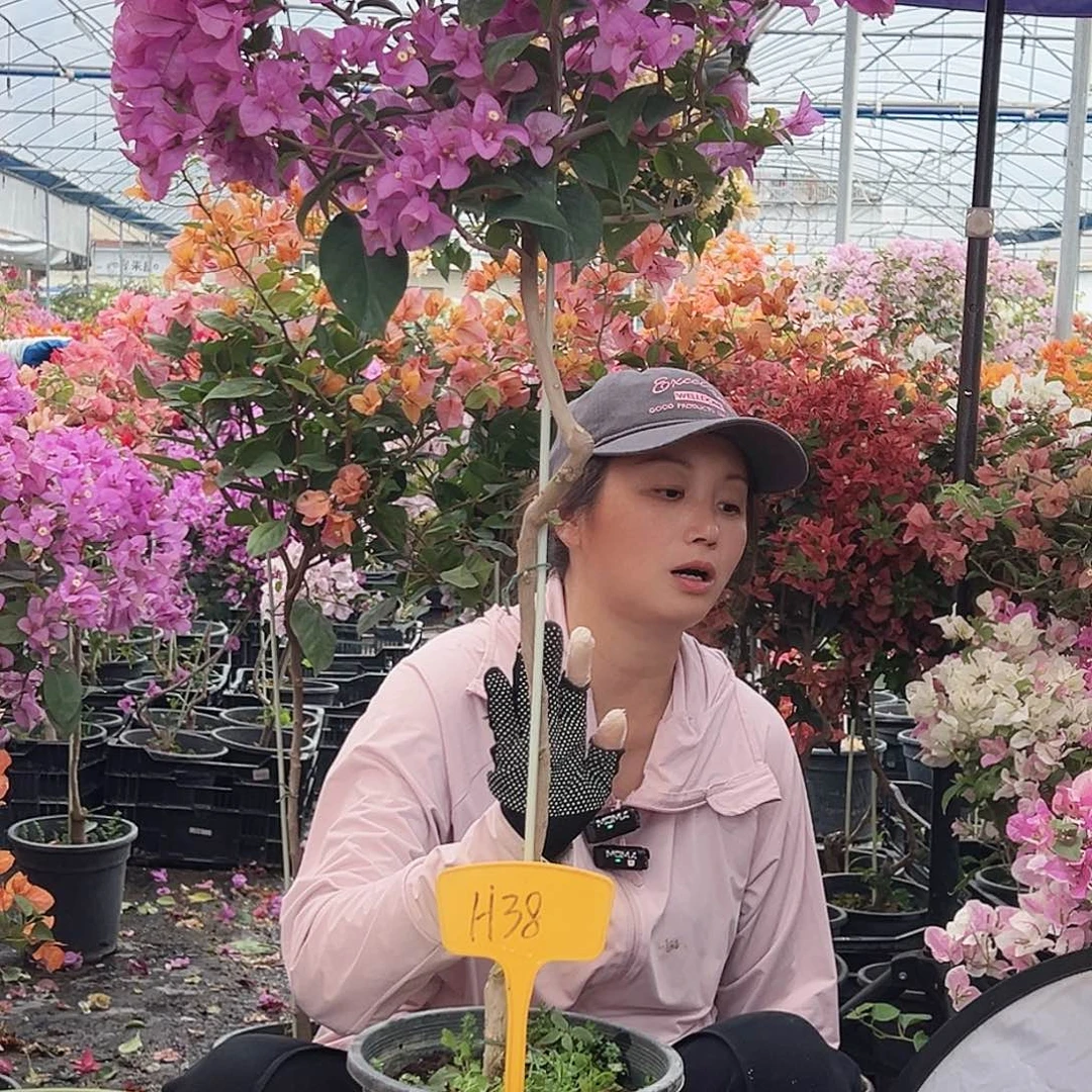 曹***哥大部分花苞少量开放H38巴西紫