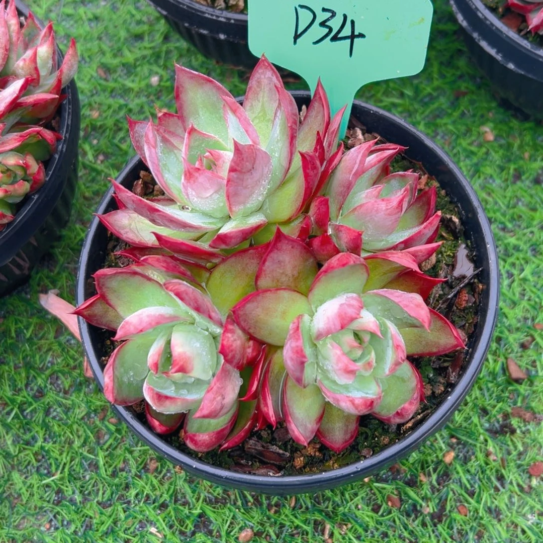 惊鸿群生D34号一物一拍