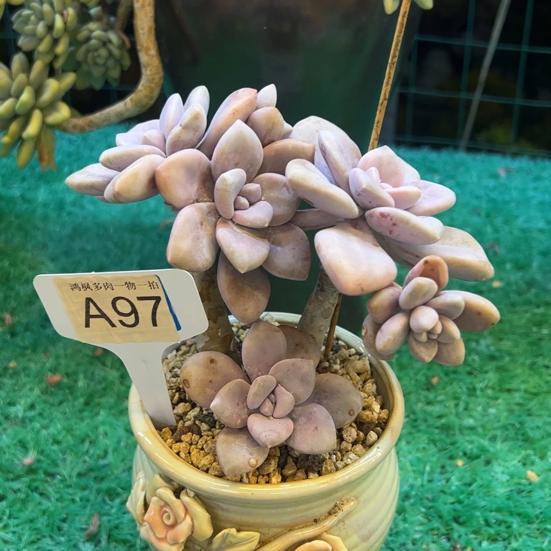 桃霜，，，，，，，，，，，，，，，