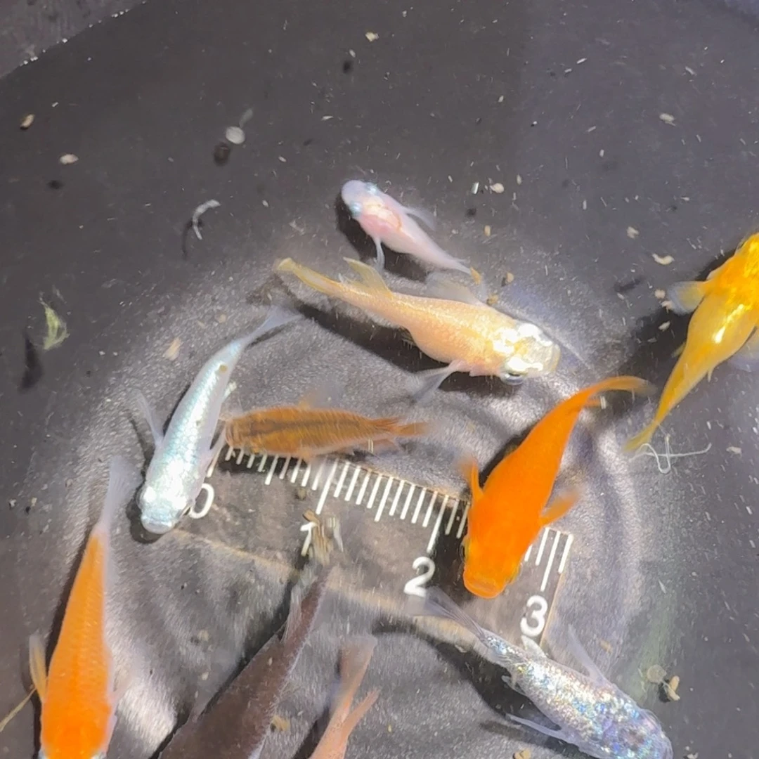 青鳉鱼球球球短10只