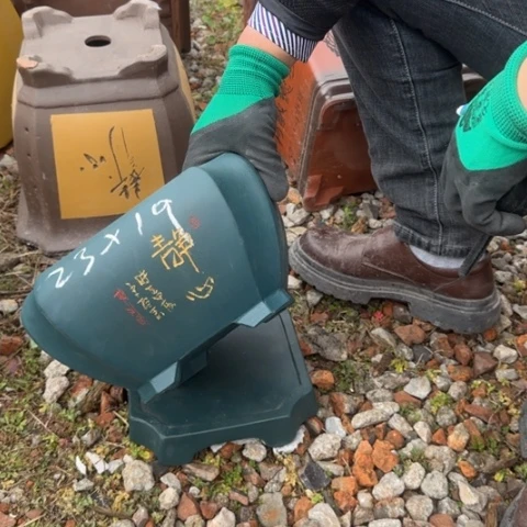 紫砂花盆紫砂花盆盆景盆栽