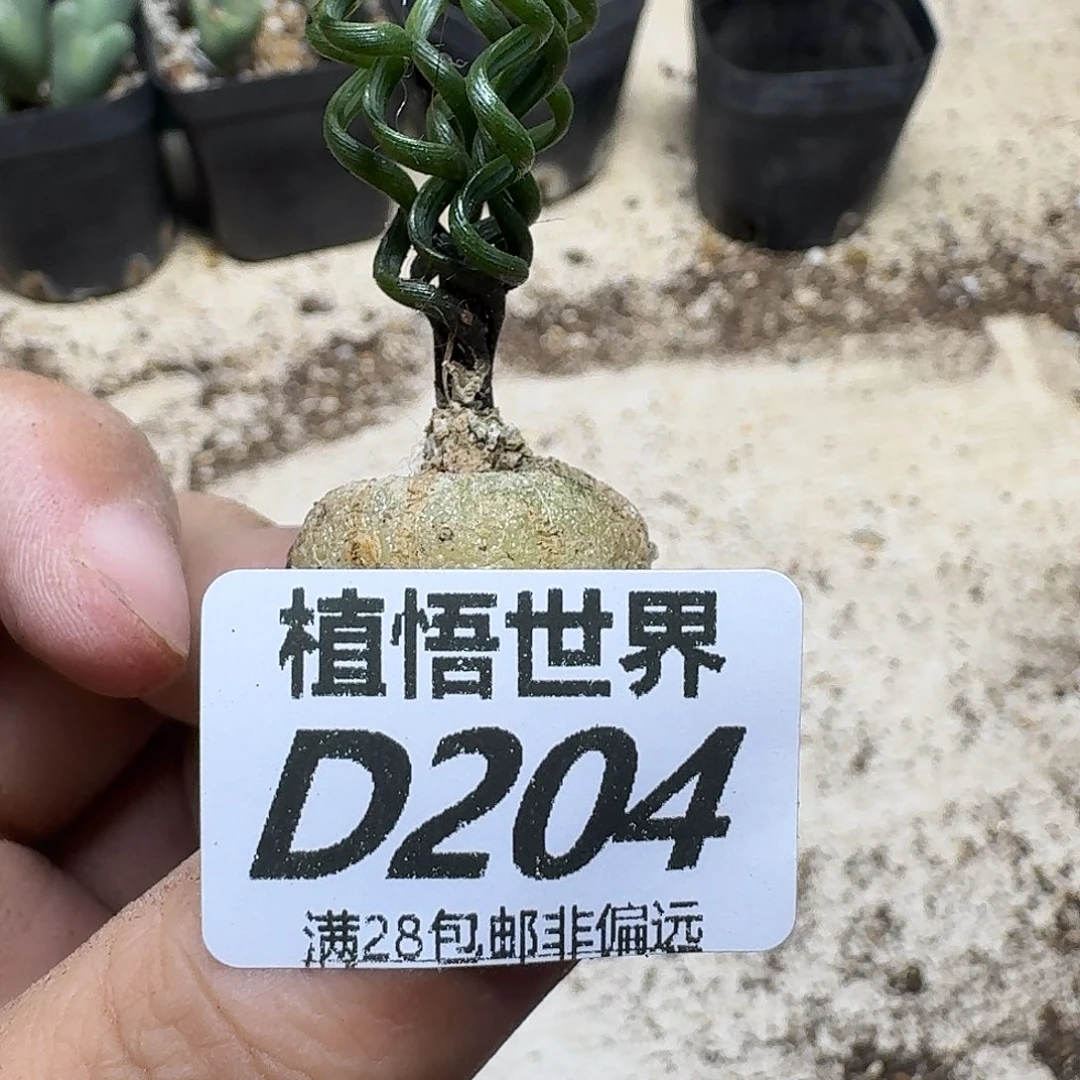 多肉植物的润泽fbbn