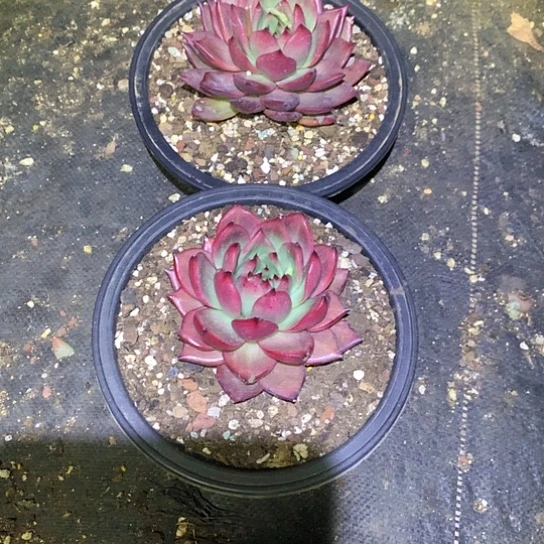 街****鸽美肉特价活动开始啦