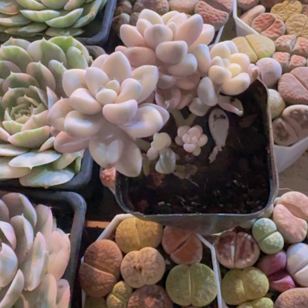 芳***芳一物一拍编号0234