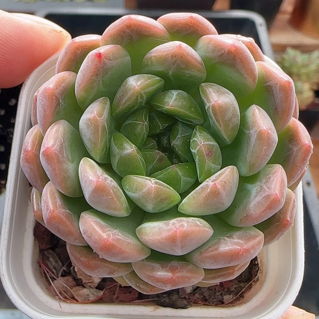 多肉0916--85暗纹系
