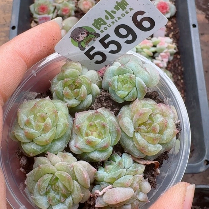 多肉植物多肉植物