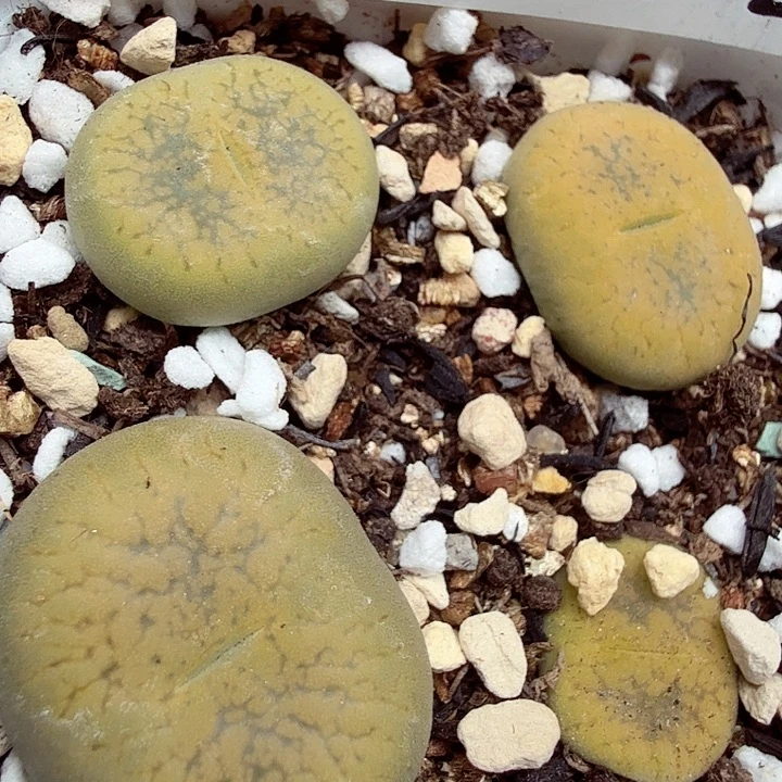 哈哈笑不出话就248是