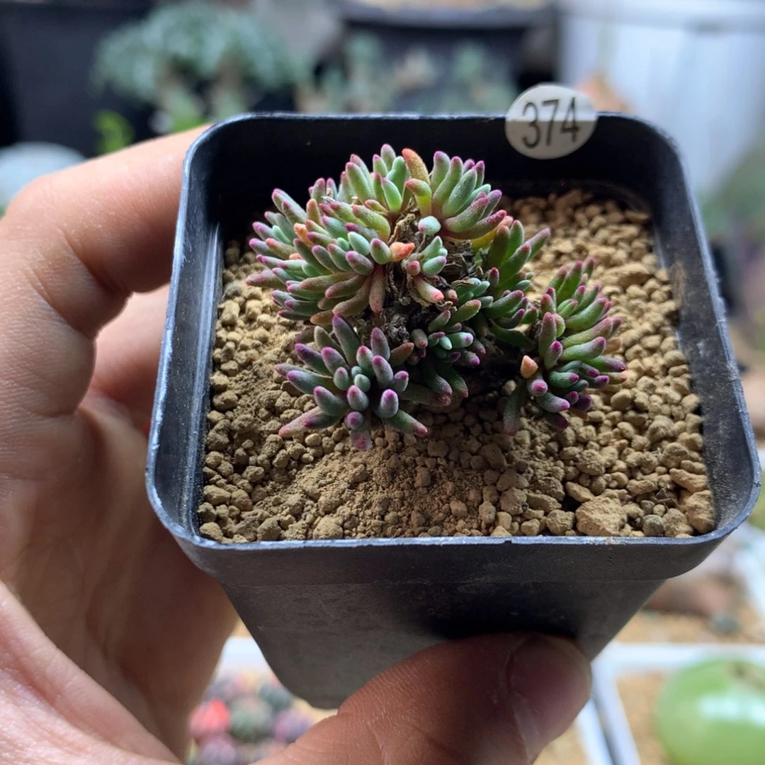 晶珊瑚带盆发货多肉374