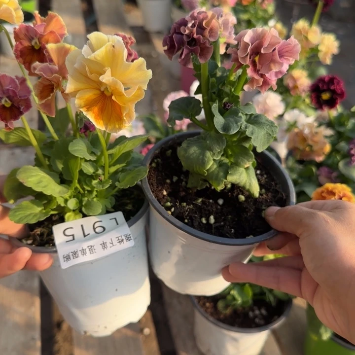 我***西无花朵L915两棵小苗默认苗晃零下5勿拍