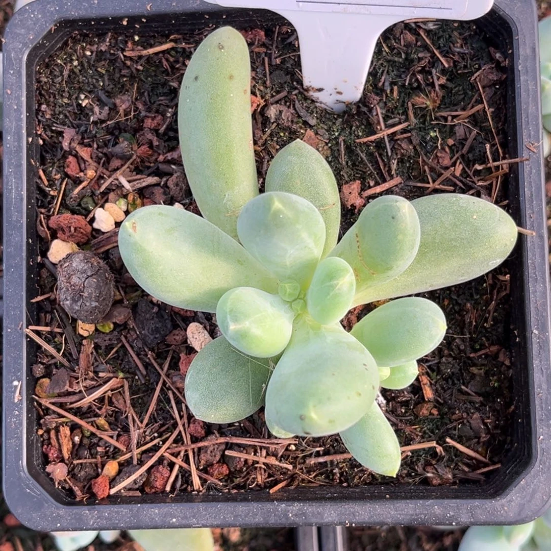 迷雾森林多肉植物955