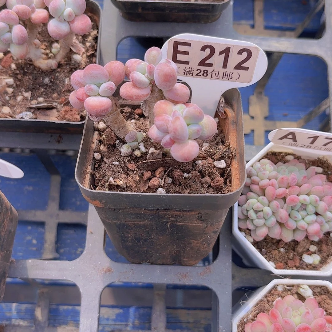 E212苹果奶一物一拍