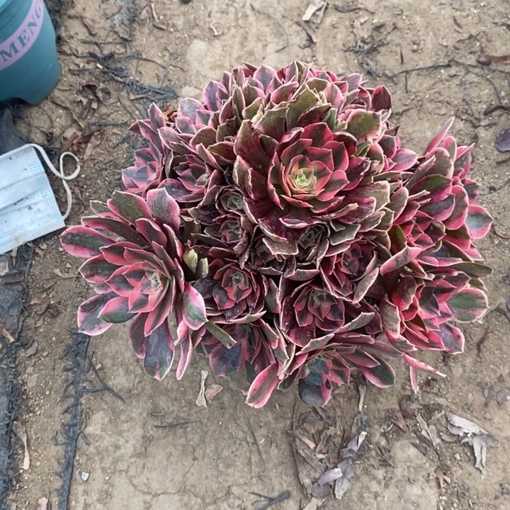 女妖11多肉植物法师