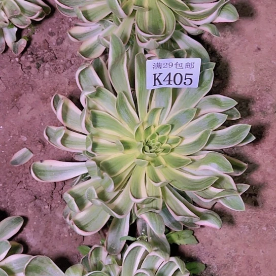 405青莲多肉植物