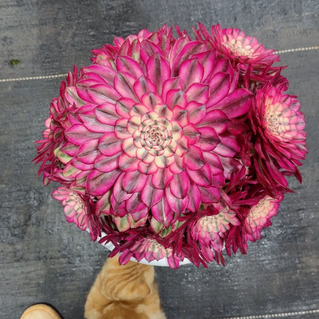 蓝*雨多肉植物发货发货