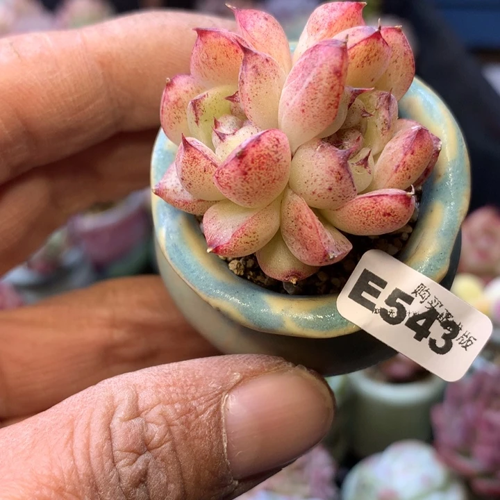 E543一物一拍连盆发
