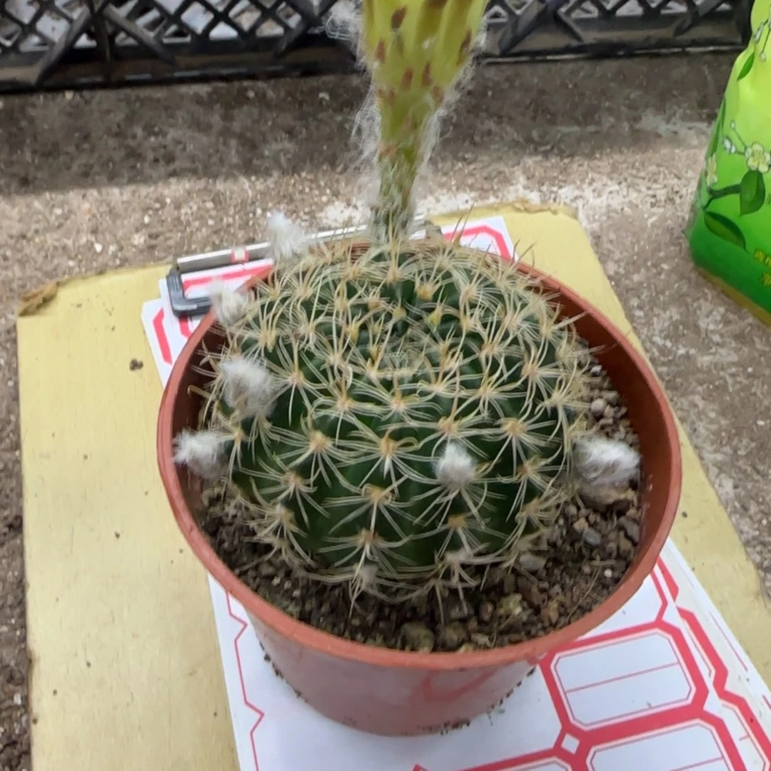 她****?花花花花花花花