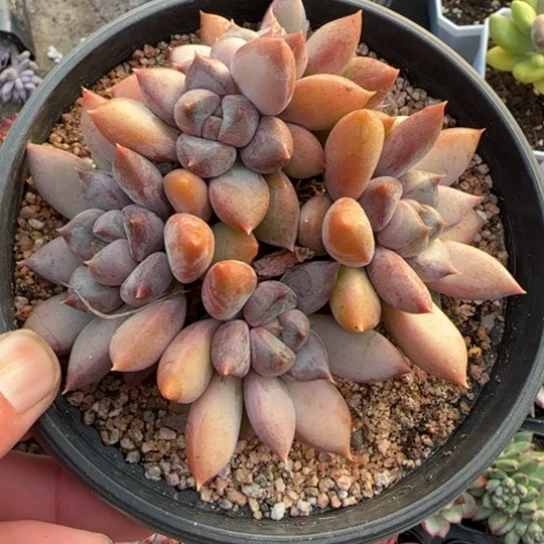 142红象牙多肉植物多