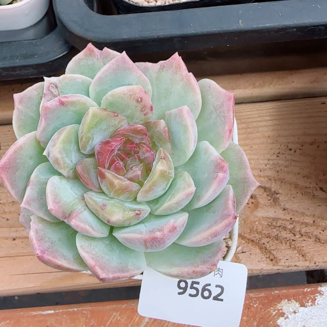 梦幻泡影石化，9562多肉植物