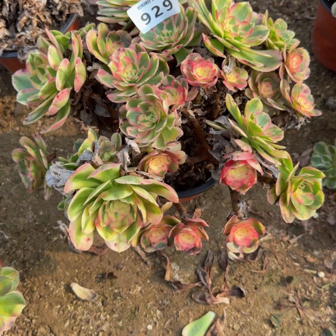 929荔枝。多肉植物