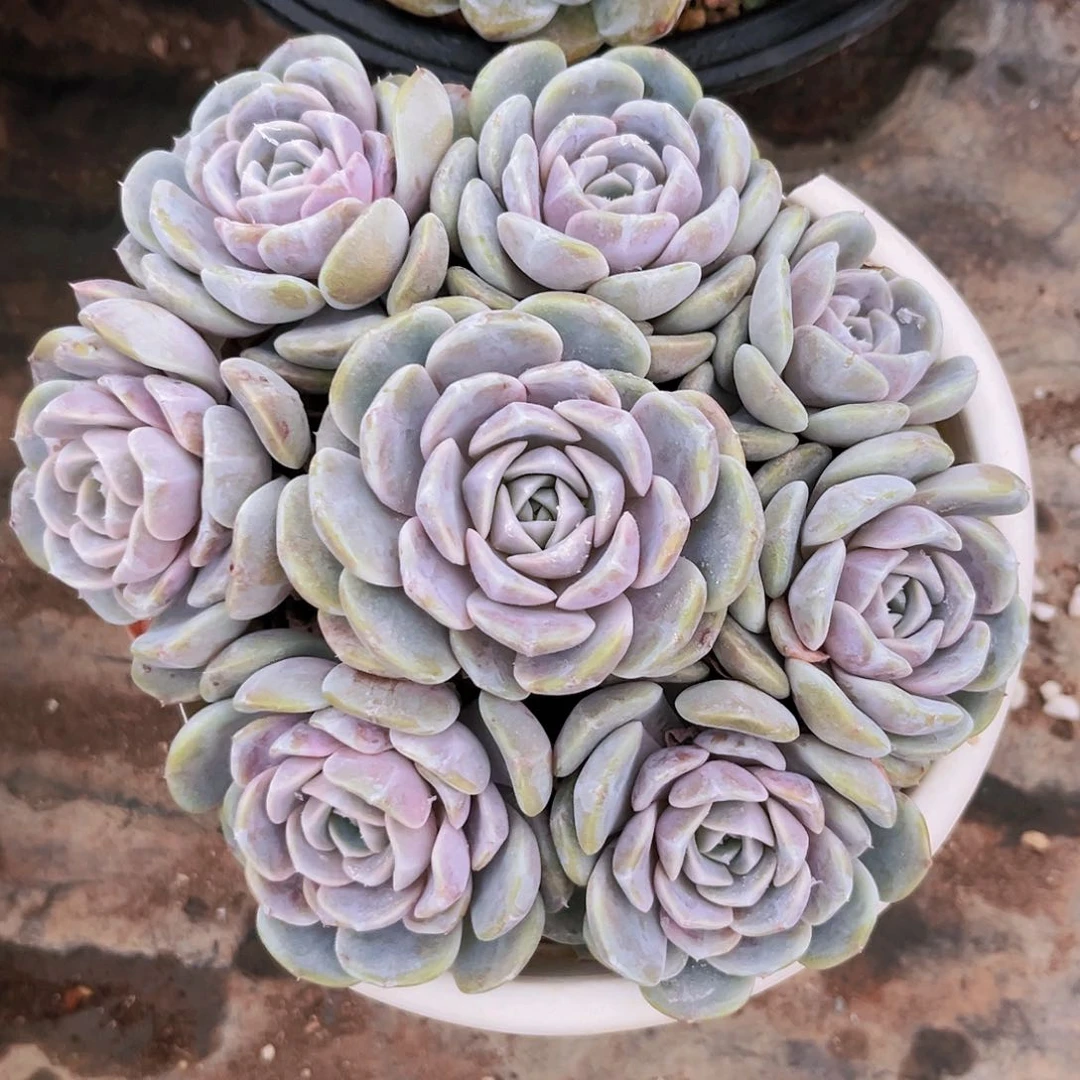 汉堡16公分99999999