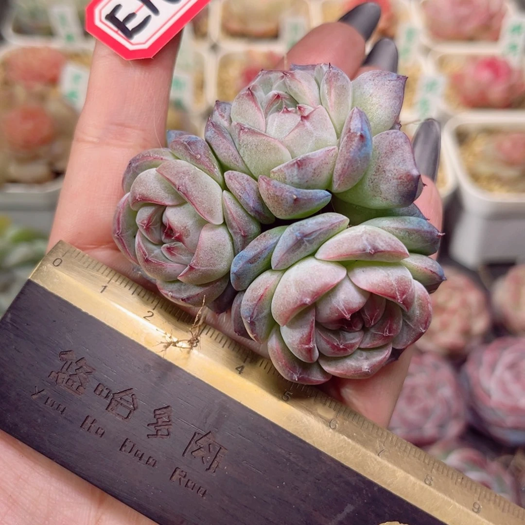 小*E168 一物一拍 花轮