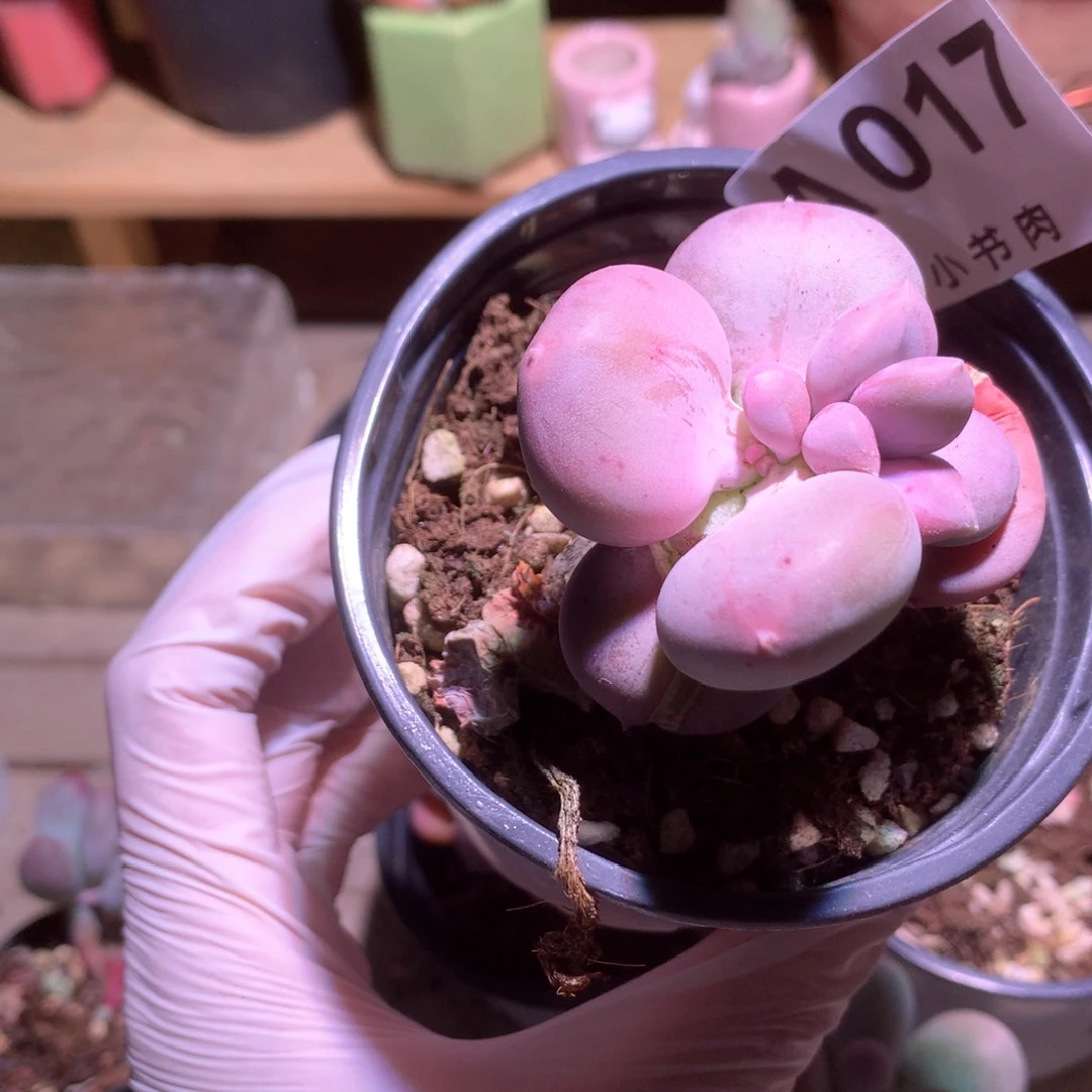 017 小屁桃奶奶多肉特价