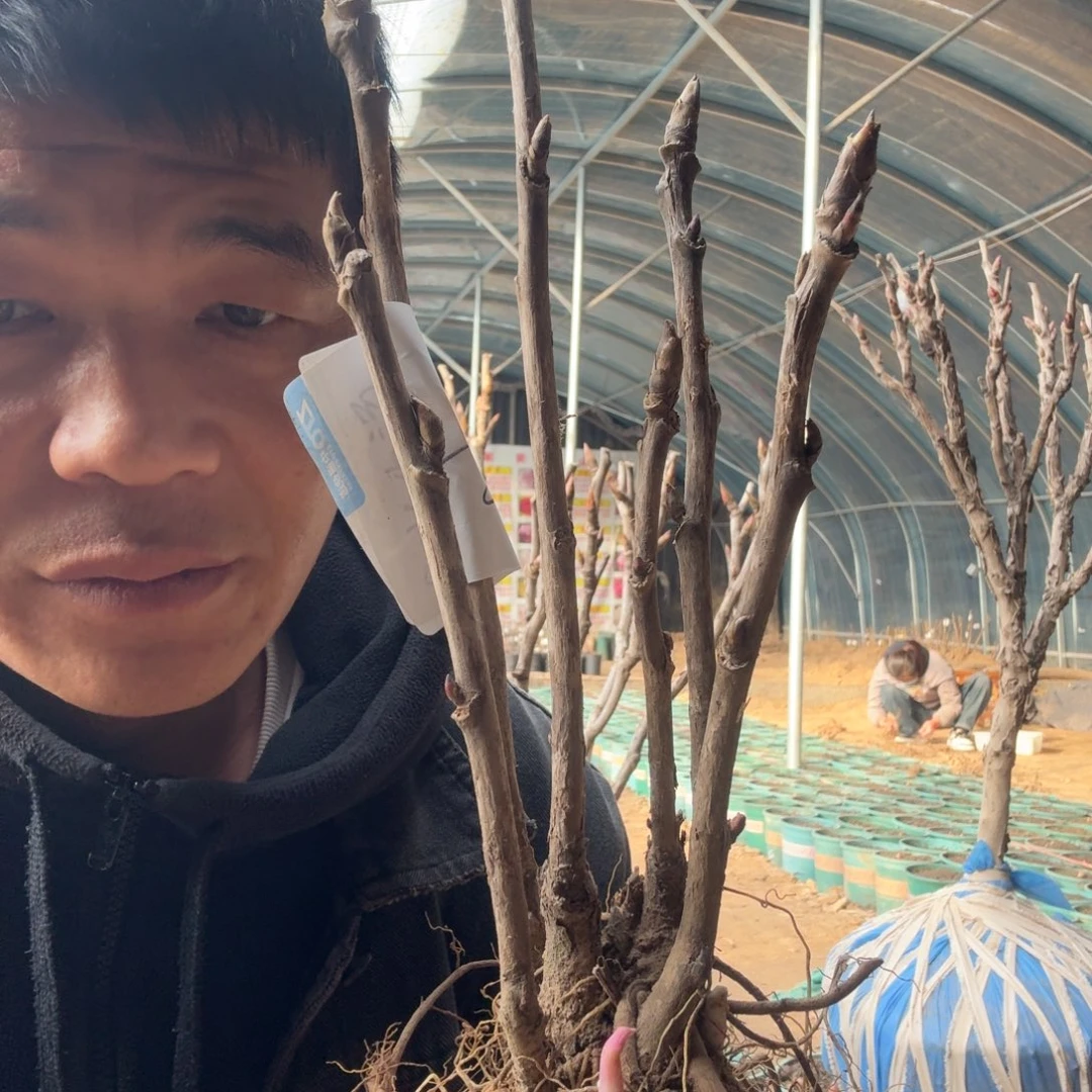 气壮山河牡丹09。