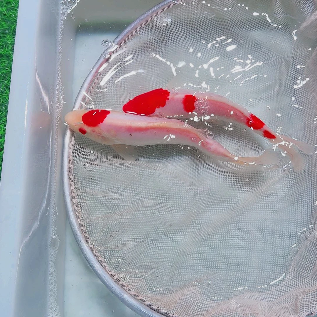 海水鱼血统锦鲤大放漏66